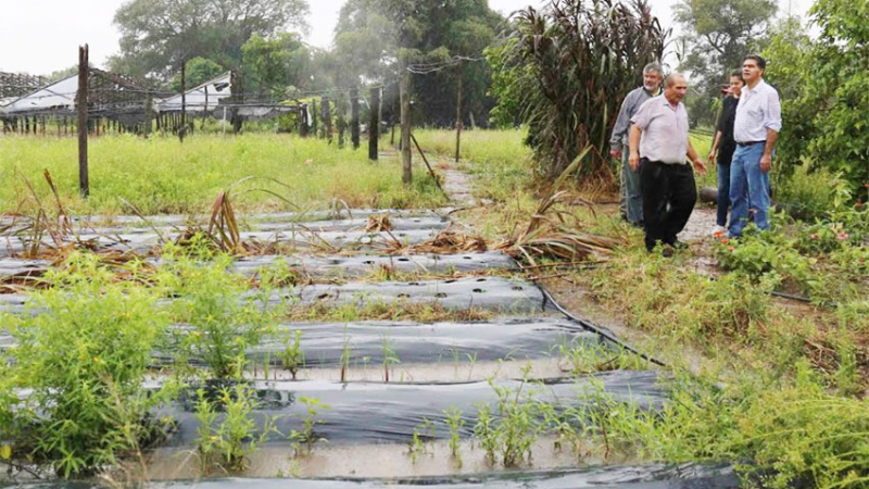 Asistencia municipal para cultivos frutihortícolas