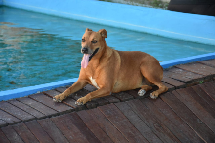 perro01.jpg