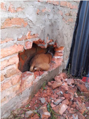 perro rescatado.JPG