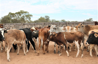 Más de 1100 animales saldrán a la venta en Margarita Belén