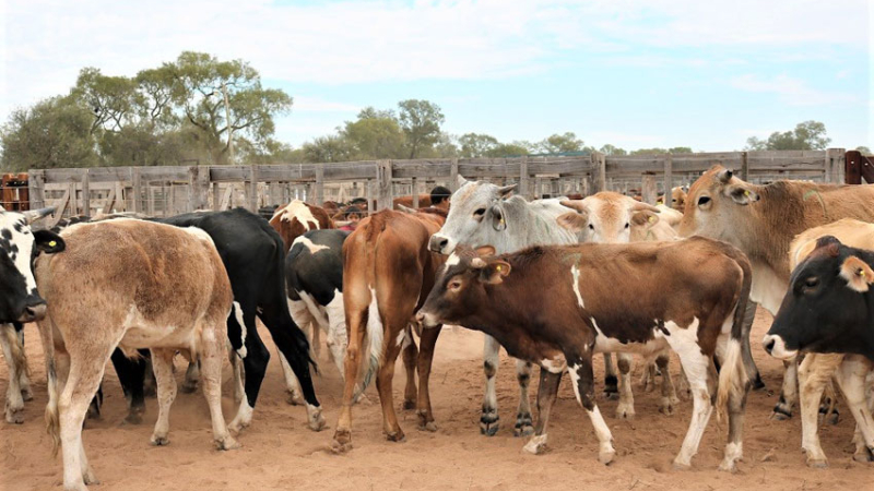 Más de 1100 animales saldrán a la venta en Margarita Belén