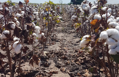 Algodón: mover el árbol para que despierte de su letargo