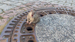 rata atrapada.jpg