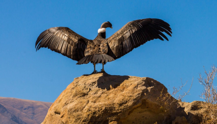 condor.jpg