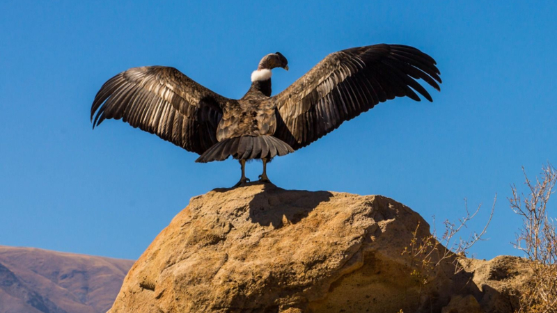 Salta: liberaron a un cóndor Wak’a en Cafayate