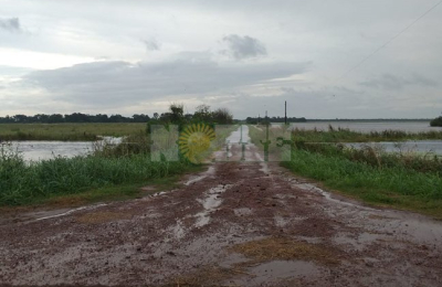 Las excesivas lluvias condicionan la cosecha, pero siguen las expectativas por el algodón
