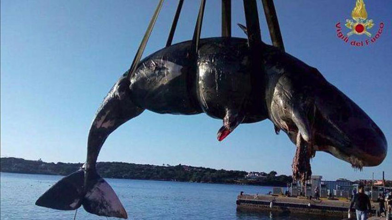 Aparece muerta una ballena embarazada y con más de 20 kilos de plástico en su estómago
