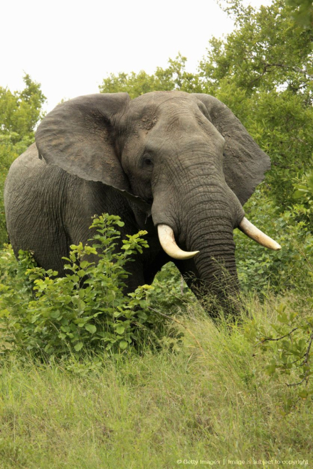 ELEPHANT KRUGER NATIONAL PARK.JPG