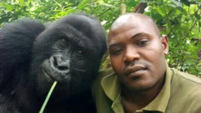 Gorilas posan como humanos en selfies con guardaparques