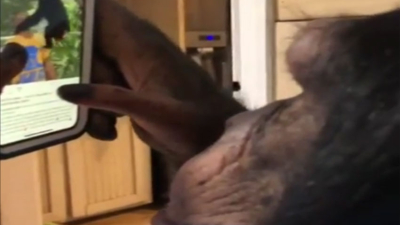 Un chimpancé se convierte en usuario de una red social