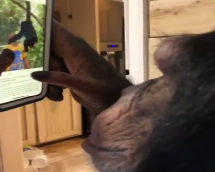 chimpance.jpg