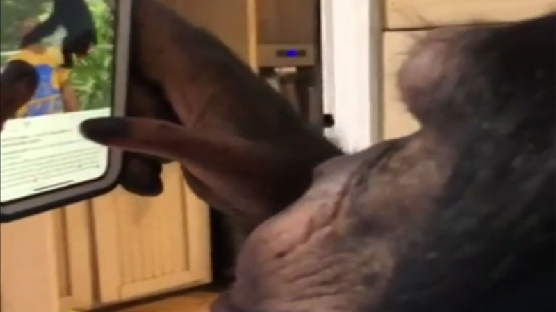Un chimpancé se convierte en usuario de una red social