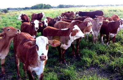 La ganadería chaqueña quiere ser competitiva en el nuevo escenario mundial de las carnes