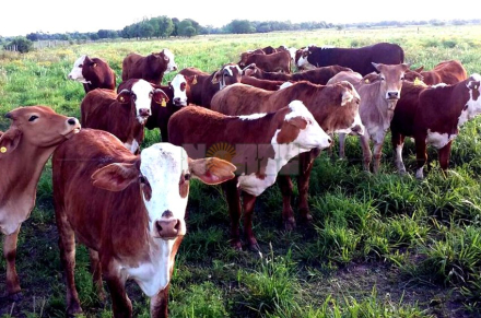 vacas.jpg