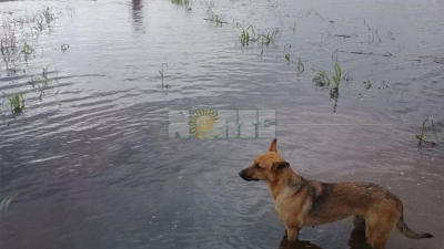El desplazamiento de la masa de agua pone en riesgo campos con pérdidas incalculables