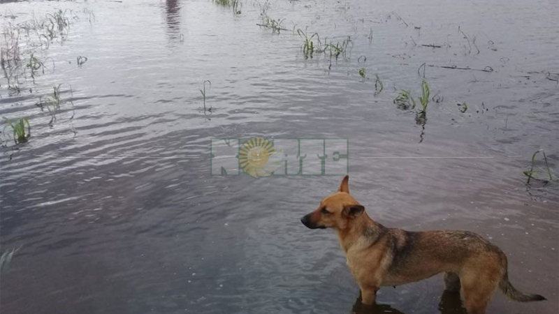 El desplazamiento de la masa de agua pone en riesgo campos con pérdidas incalculables