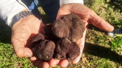 Un productor rionegrino cosechó las primeras trufas negras valuadas en 2.000 dólares el kilo