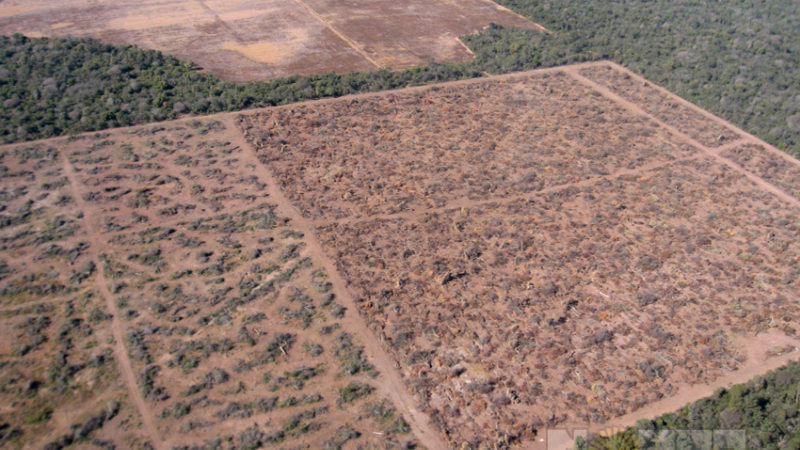 Medida cautelar contra desmontes: ingenieros agrónomos piden ser escuchados