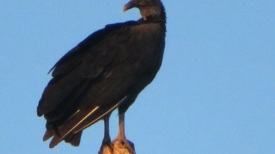 Los buitres, aves carroñeras