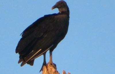 Los buitres, aves carroñeras