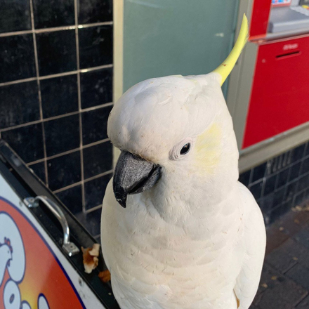 Cacatua3.jpg