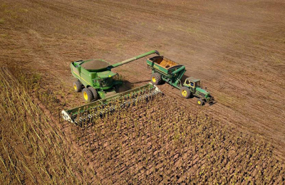 Girasol: frente al desafío de ofrecer un cultivo confiable en todas las regiones