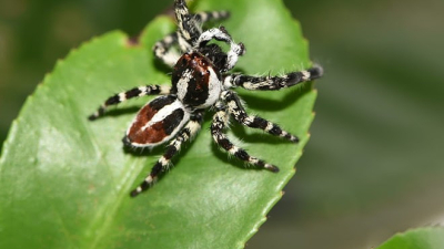 Descubren nueva especie de araña en el Parque Nacional Chaco