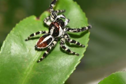 araña1.jpg