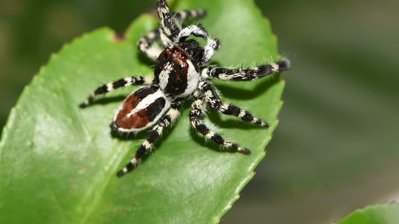 Descubren nueva especie de araña en el Parque Nacional Chaco