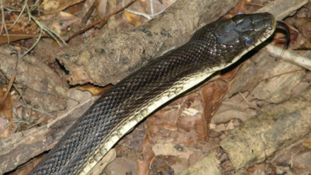 serpiente.jpg