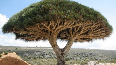 Endemismos, exclusividades de la naturaleza