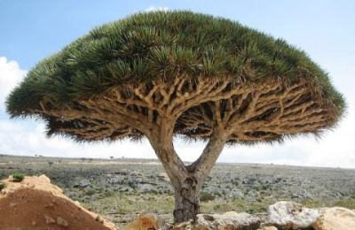 Endemismos, exclusividades de la naturaleza