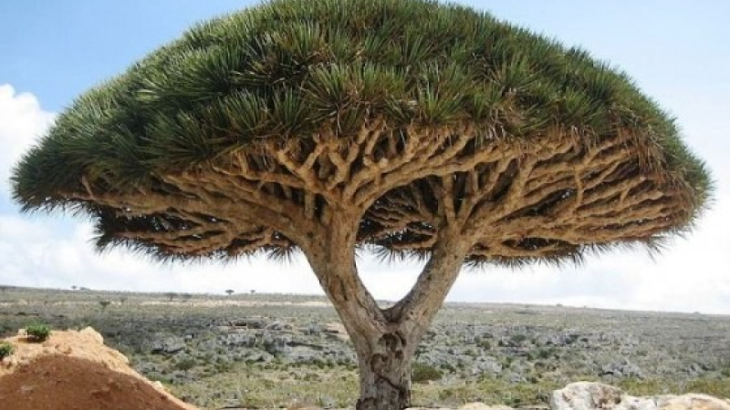 Endemismos, exclusividades de la naturaleza