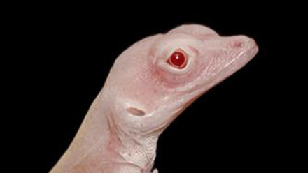 albino lizards4.jpg