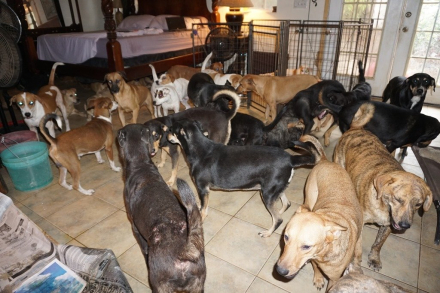 perro1.jpg