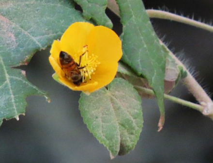 ABEJA-11.jpg
