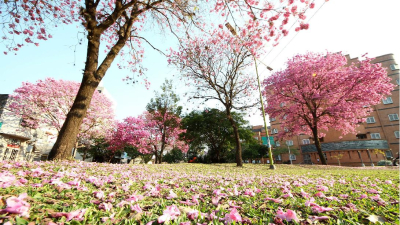La primavera se anticipa en el Chaco
