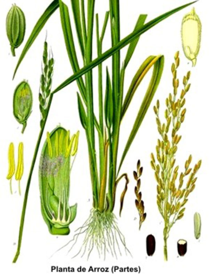 planta_arroz7.jpg