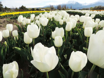 Campo-de-Tulipanes-04.jpg