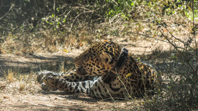 Proponen elegir un nombre para el yaguareté del Parque Nacional El Impenetrable