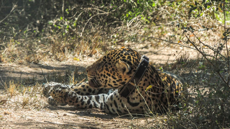 Proponen elegir un nombre para el yaguareté del Parque Nacional El Impenetrable