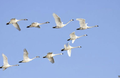 Las aves, prodigios emplumados