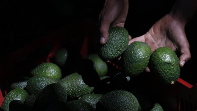 En México, los aguacates (palta) dejan dinero pero atraen a cárteles