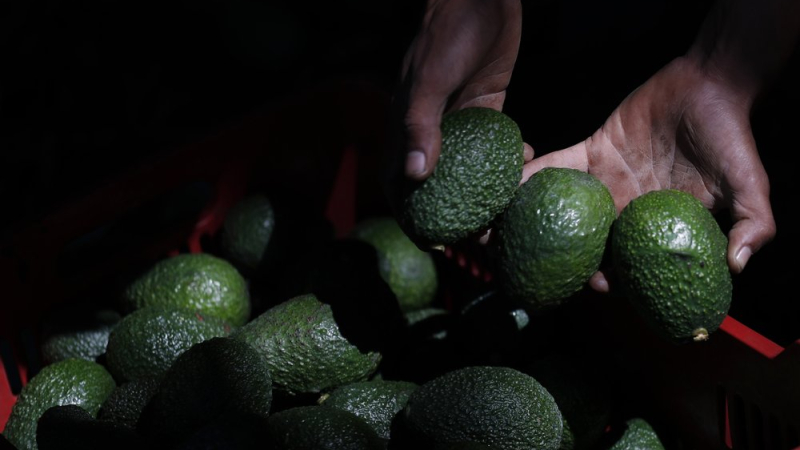 En México, los aguacates (palta) dejan dinero pero atraen a cárteles