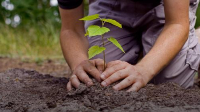 Jóvenes apuestan a la sana costumbre de plantar un árbol