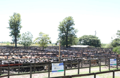 Sexto y último remate ganadero de 2019 para pequeños productores