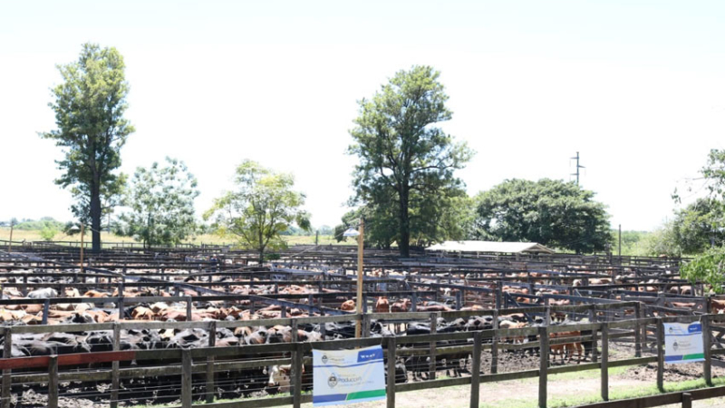 Sexto y último remate ganadero de 2019 para pequeños productores