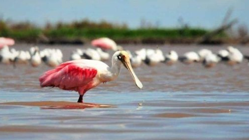 Bellísimas espátulas rosadas fueron fotografiadas en la laguna Mar Chiquita?