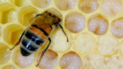 Francia prohíbe dos nuevos pesticidas