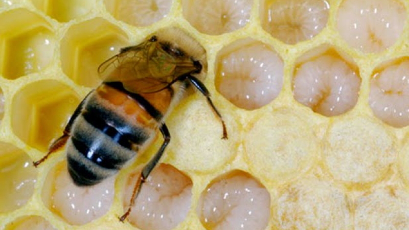 Francia prohíbe dos nuevos pesticidas